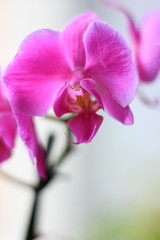 Poster - Beautiful purple orchid phalaenopsis flowers. Orchid flowers.