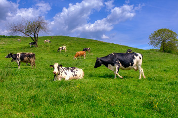 Cows grazing on pasture, a herd of black and white cows mixed with brown and white cattle