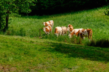 Cows grazing on pasture, a herd of black and white cows mixed with brown and white cattle