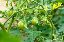 Three Small Green Young Tomatoes Grow In The Garden