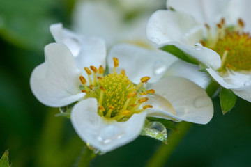 Wall Mural - Close-up (macrophotography) of white flower in bloom (in garden)