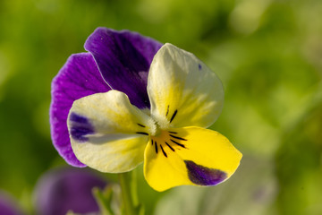 Wall Mural - Pansy - purple flower in the garden in bloom