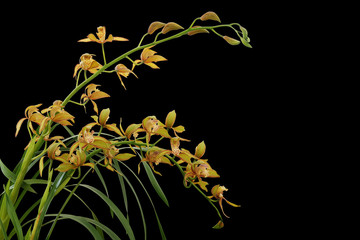 Wall Mural - Golden yellow Cymbidium orchid with green leaves, tropical flower plant isolated on black background with clipping path.