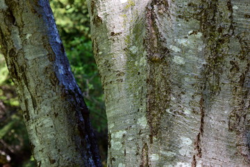 Erlenrinde - Baumstamm einer Erle im Laubwald