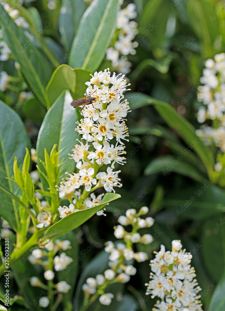 Stock-Foto Blhender Kirschlorbeer, Prunus laurocerasus | Adobe Stock