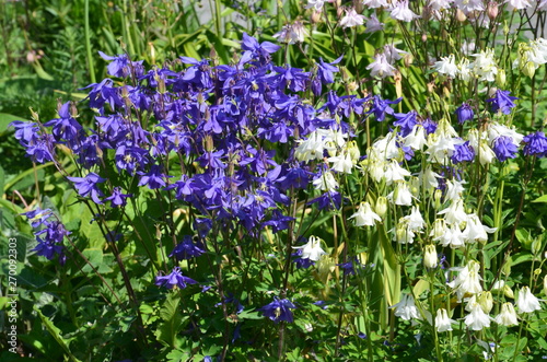 Fotografía Allgemeine Gartenakelei blau weiss - aquilegia vulgaris