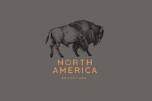 Hand Drawing Of American Bison In Retro Engraving Style. Buffalo In Graphic Vintage Style. Vector Logo Template.
