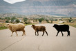 © Julien McRoberts - Sheep crossing on open range road.