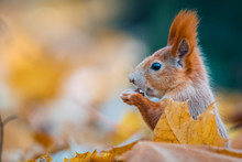 Portrait Of A Cute Red Squirrel (Sciurus Vulgaris)