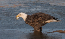 American Bald Eagle Eating A Fish