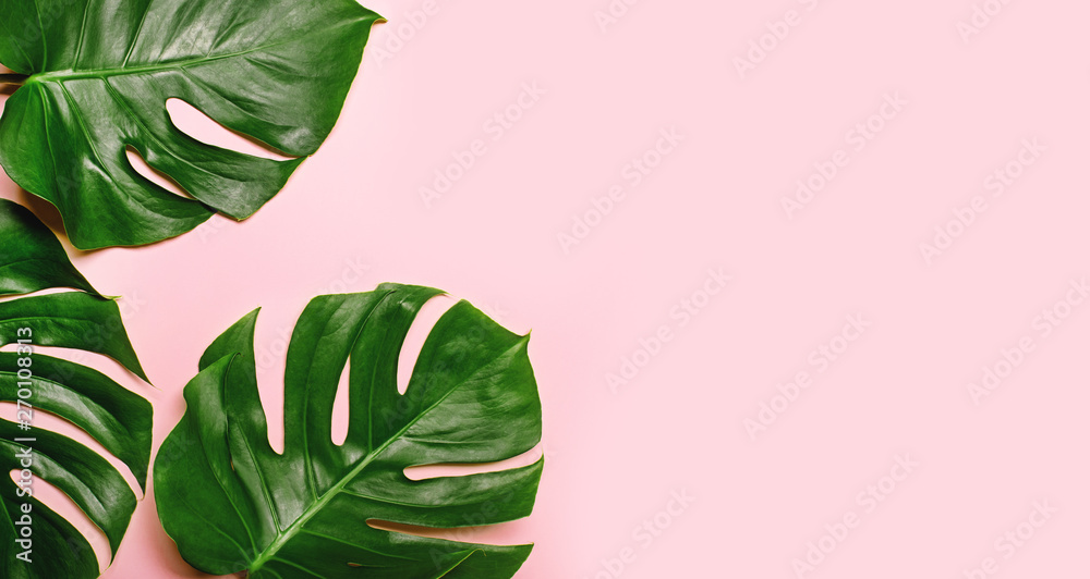 Tropical monstera leaves on pink background. - obrazy, fototapety, plakaty 
