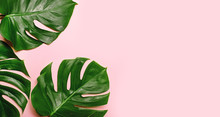 Tropical Monstera Leaves On Pink Background.