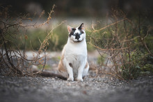Calico Stray Cat Tilting Head And Looking At Camera Between Bushes