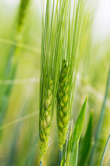 Detail of the green Barley Spike