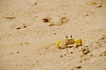 Yellow Crab Crawling In The Sand In Buzios, Brazil