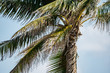 Picture of a palm tree in heavy wind