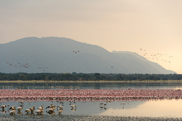 flamingos gather at dawn in lake manyara, tanzania