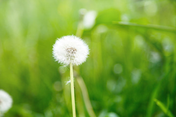 White fluffy dandelions, natural green blurred spring background, selective focus. Nature, summer background