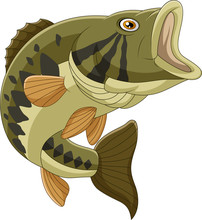 Cartoon Bass Fish Isolated On White Background