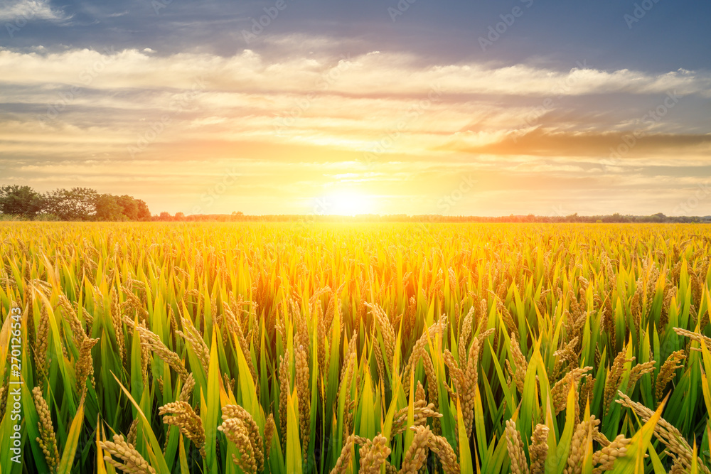 Ripe rice field and sky background at sunset time with sun rays - obrazy, fototapety, plakaty 