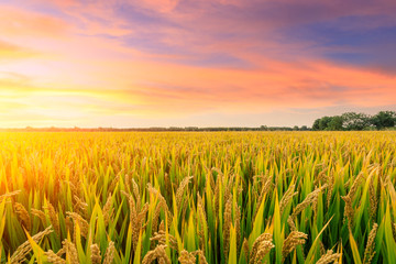 Ripe rice field and sky background at sunset time with sun rays