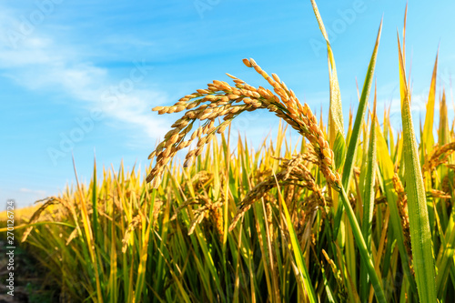 Cuadros en Lienzo Ripe rice field and sky landscape on the farm