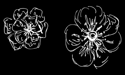 Two abstract wildflowers isolated on black background. Hand Drawn vector illustration. Wildflowers collection. Outline set