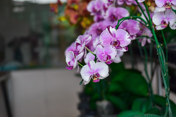 Beauty of purple vanda flower in plant nursery