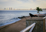 Fototapeta  - Cuervo vigilando la playa de los Muertos