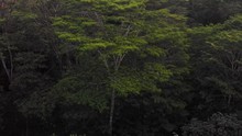Aerial Of Albizia Trees From Drone Flying Close Up And Fast Near Them. Over View Of Thick Grove. 150 Feet Tall Dangerous Trees. They Are Brittle And Fall On Houses Regularly