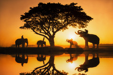 Silhouette Elephant On The Background Of Sunset,elephant Thai In Surin Thailand