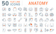 Set Vector Line Icons of Anatomy