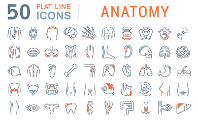 set vector line icons of anatomy