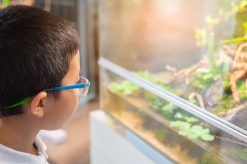 Poster - young Asian boy look at aquarium tank.