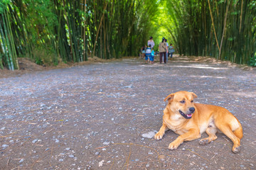 Stray dog in front of Bamboo Grove forest.