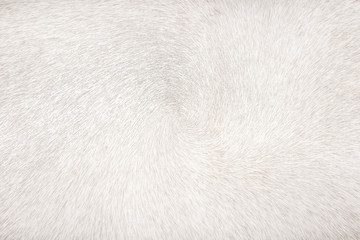 Wall Mural - White or gray cow fur short smooth seamless patterns abstract texture for line animal background