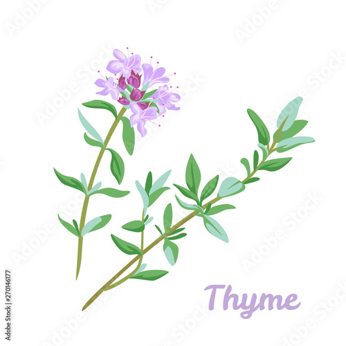 Blooming thyme icon isolated on white background. Vector illustration ...