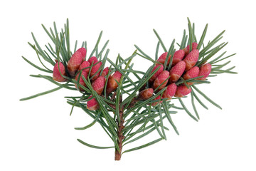 Wall Mural - red april blooming cones of pine tree on branches with sharp needles