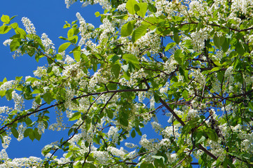 Wall Mural - white spring blossom flowers of forest bird berry tree background