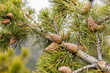 Close up of pine tree with young pine cones. Canada.