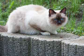 A seal point Birman cat, 1 year  old cat , male with blue eyes lying  in garden