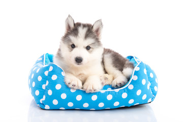 Poster - Cute siberian husky lying in pet bed on white background isolated