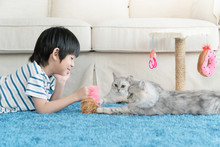 Cute Asian Child Playing With Two Cats