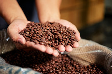 Close-up Of Male Hands Holding Fresh Roasted Coffee Beans In His Hand And Showing It Good Quality
