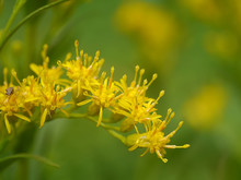 Close Up Of Solidago Canadensis Flower