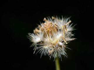 Poster - Coat buttons or Mexican daisy flower