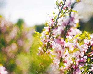 Wall Mural - Spring pink flowers, floral background and texture with soft focus and sun lights