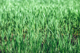 Fototapeta  - Green rye in field on a sunny day, Europa