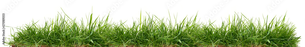 Fresh green grass isolated against a white background - obrazy, fototapety, plakaty 