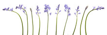 A Collection Of Real Bluebell Flowers Isolated On A White Background